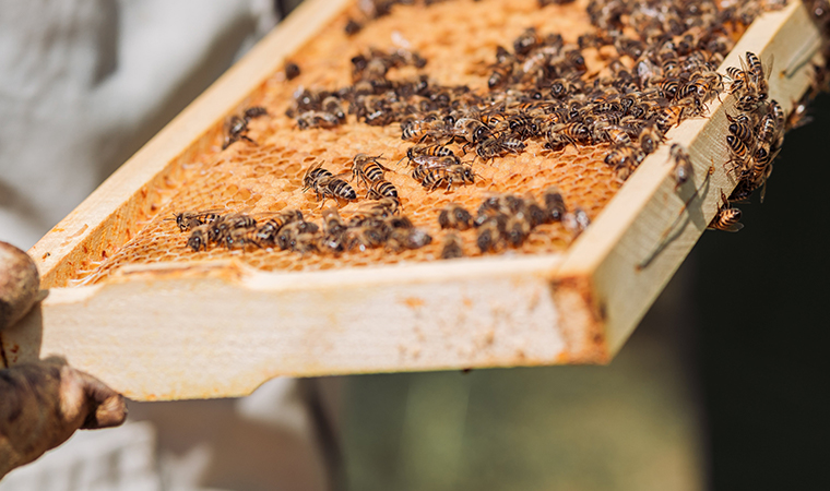 What Happens To Honeybees In The Winter?
